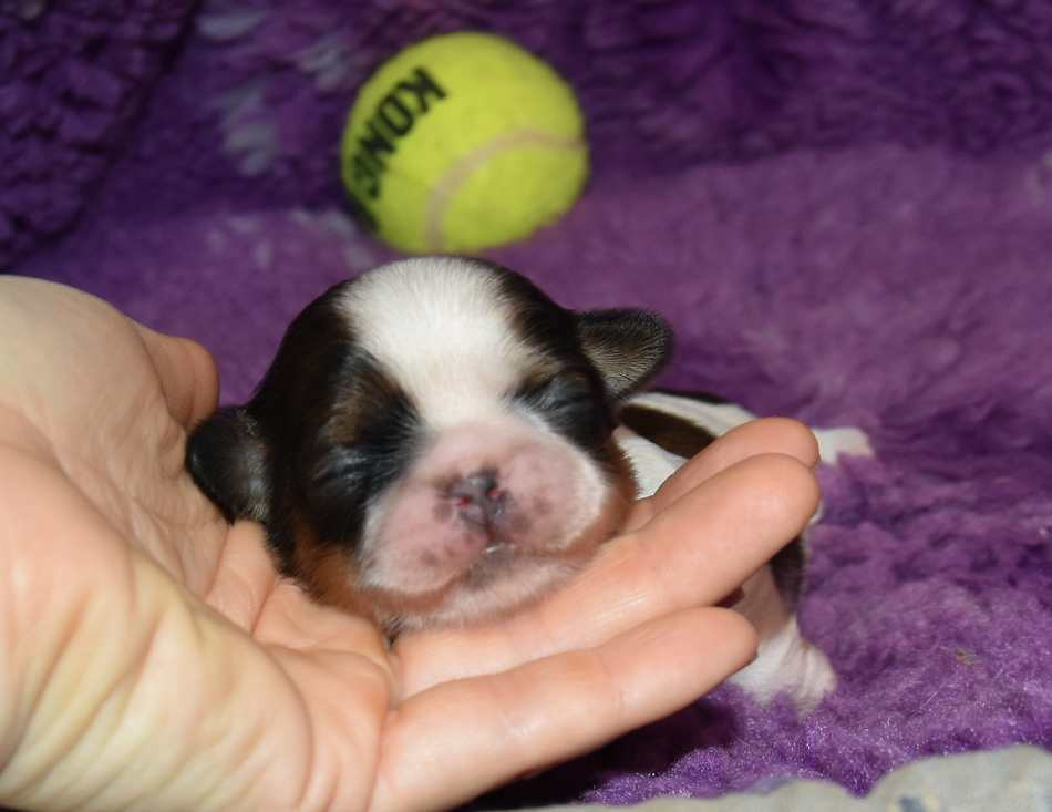 de la maison du ryez - Chiots disponibles - Shih Tzu