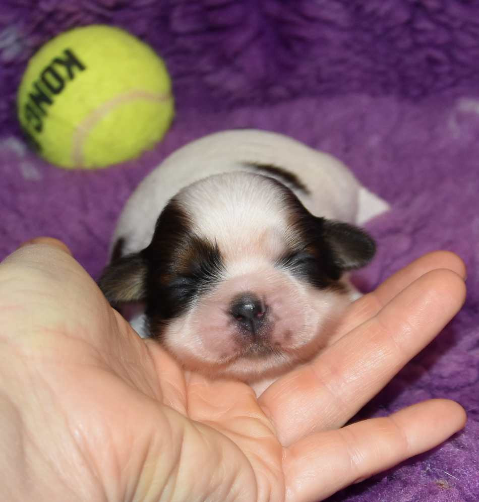 de la maison du ryez - Chiots disponibles - Shih Tzu