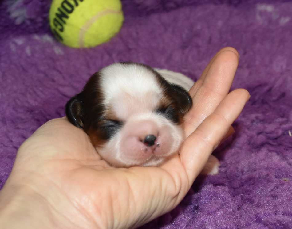 de la maison du ryez - Chiots disponibles - Shih Tzu