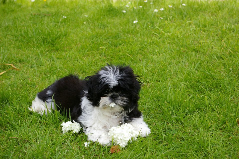 Chiot Shih Tzu de la maison du ryez
