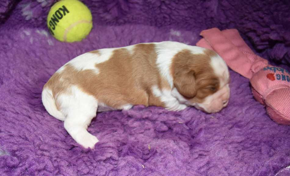 de la maison du ryez - Chiots disponibles - Cavalier King Charles Spaniel