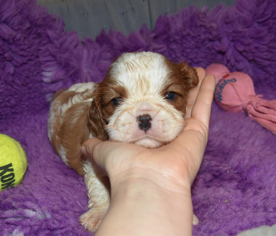 de la maison du ryez - Chiots disponibles - Cavalier King Charles Spaniel
