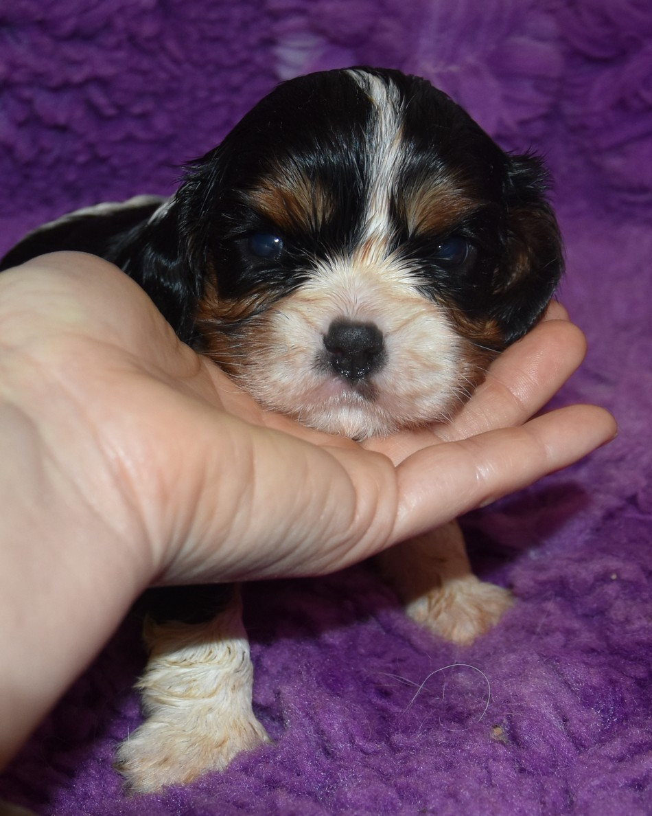 de la maison du ryez - Chiots disponibles - Cavalier King Charles Spaniel
