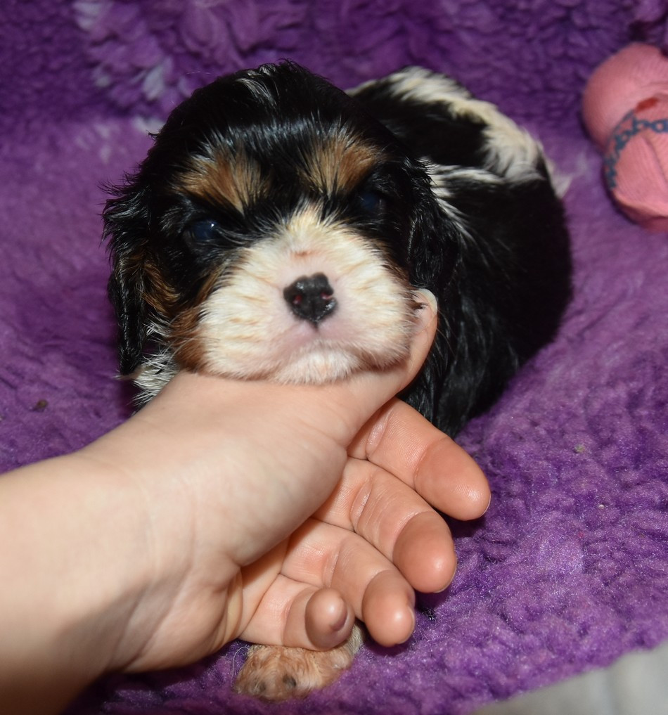 de la maison du ryez - Chiots disponibles - Cavalier King Charles Spaniel