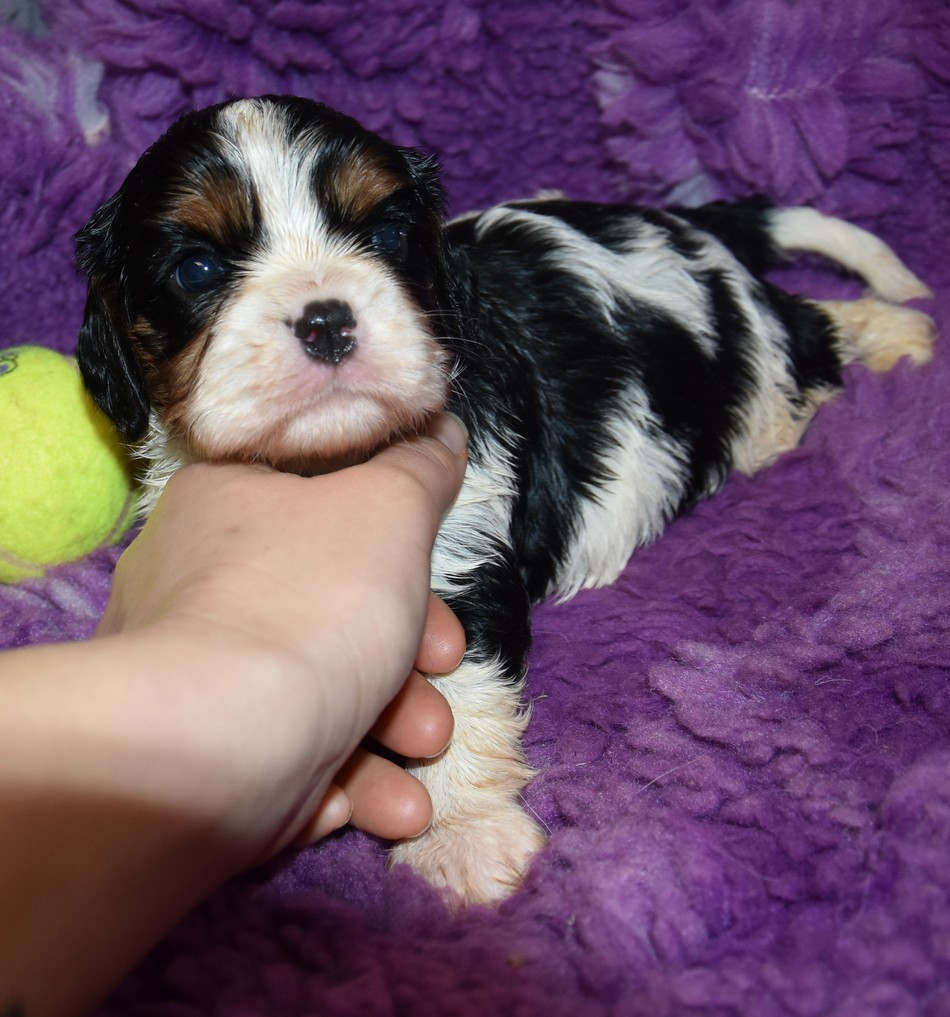 de la maison du ryez - Chiots disponibles - Cavalier King Charles Spaniel