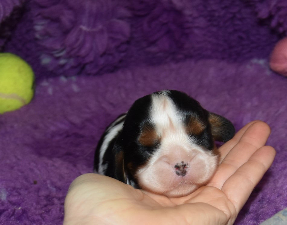 de la maison du ryez - Chiots disponibles - Cavalier King Charles Spaniel