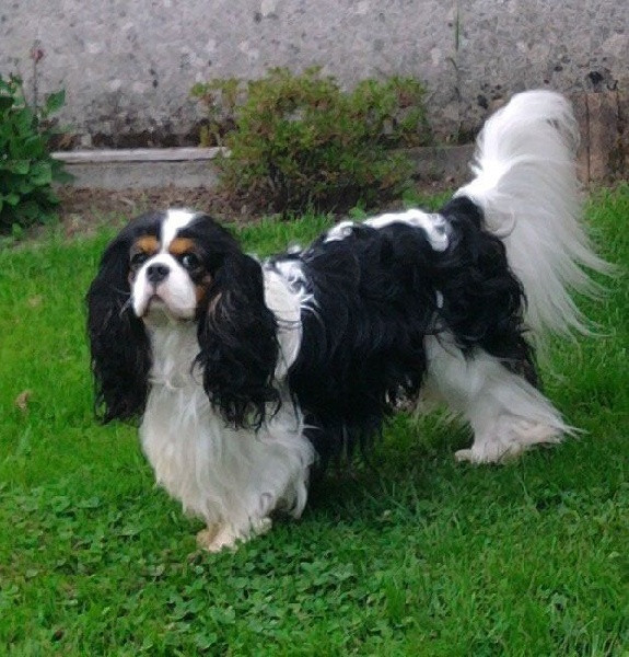 Chiot Cavalier King Charles Spaniel de la maison du ryez