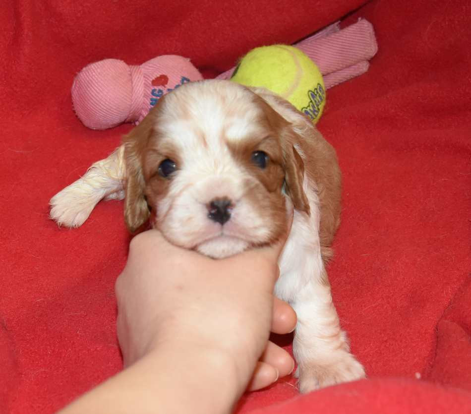 de la maison du ryez - Chiots disponibles - Cavalier King Charles Spaniel