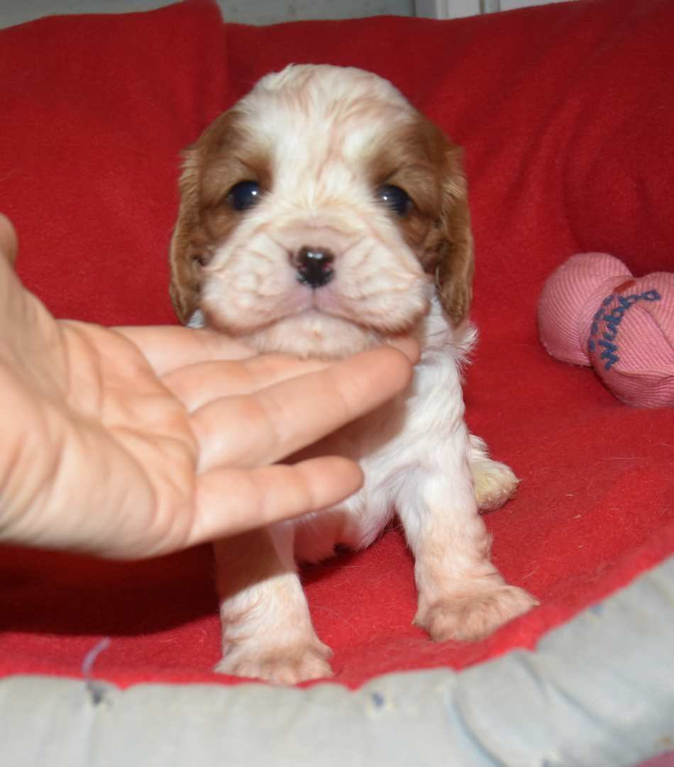 de la maison du ryez - Chiots disponibles - Cavalier King Charles Spaniel