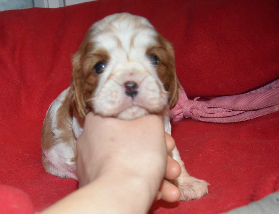 de la maison du ryez - Chiots disponibles - Cavalier King Charles Spaniel