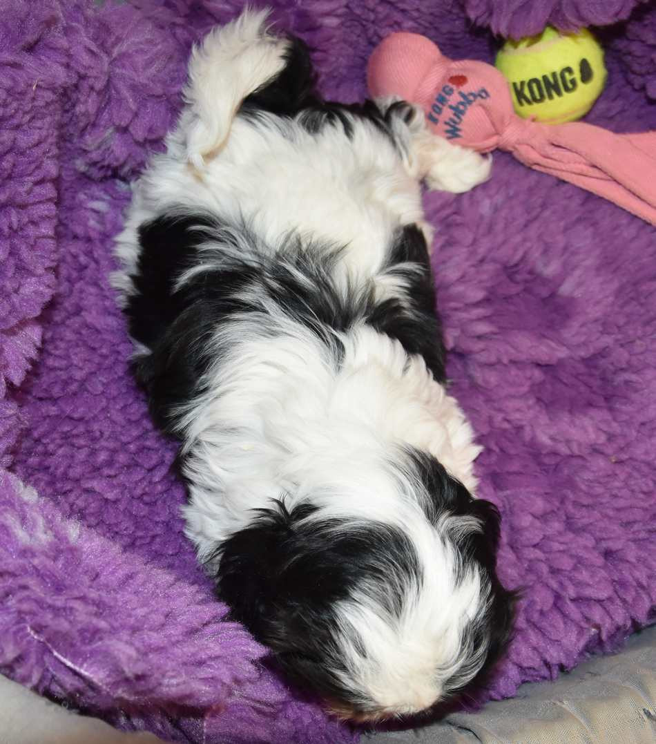 de la maison du ryez - Chiots disponibles - Shih Tzu