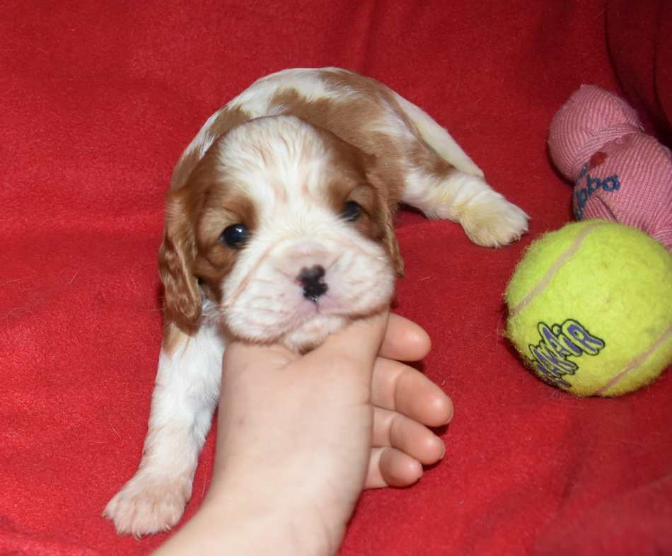 de la maison du ryez - Chiots disponibles - Cavalier King Charles Spaniel