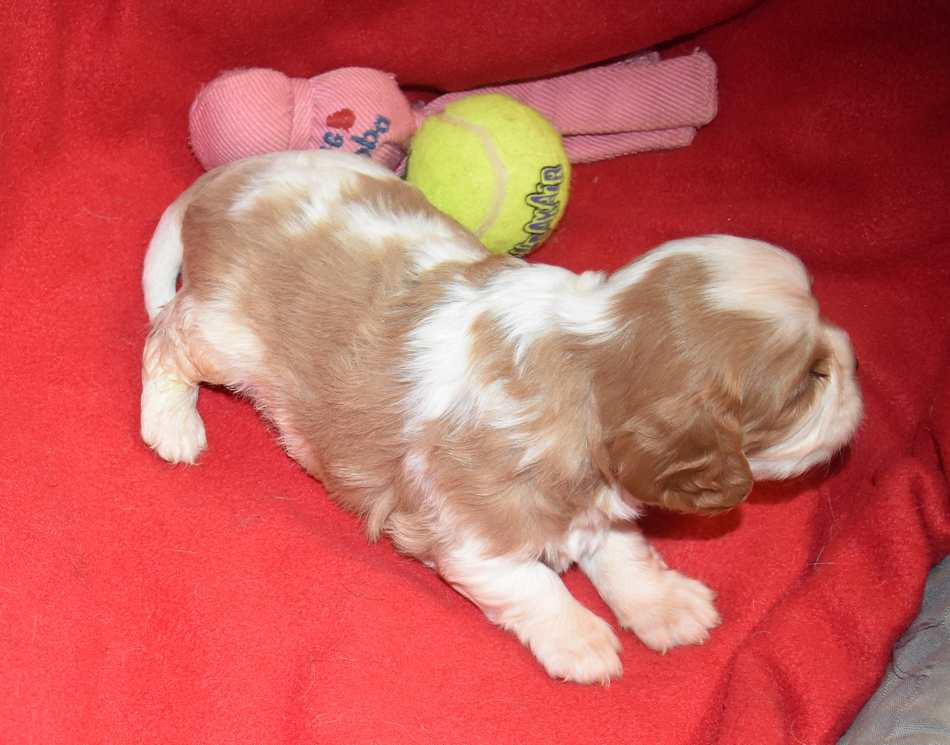 de la maison du ryez - Chiots disponibles - Cavalier King Charles Spaniel
