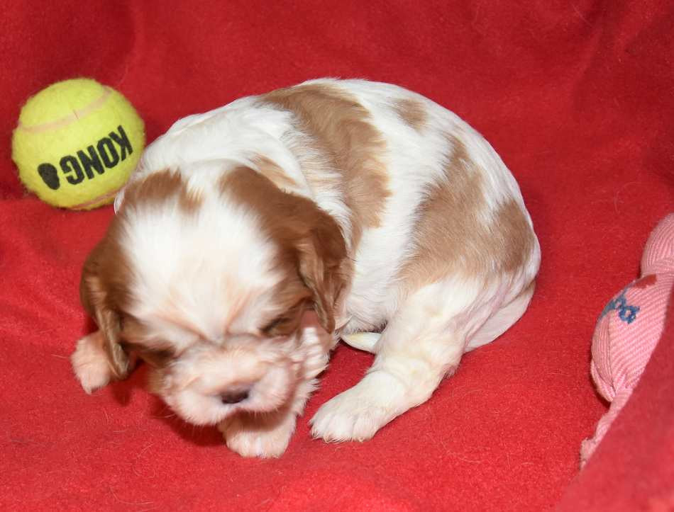 de la maison du ryez - Chiots disponibles - Cavalier King Charles Spaniel