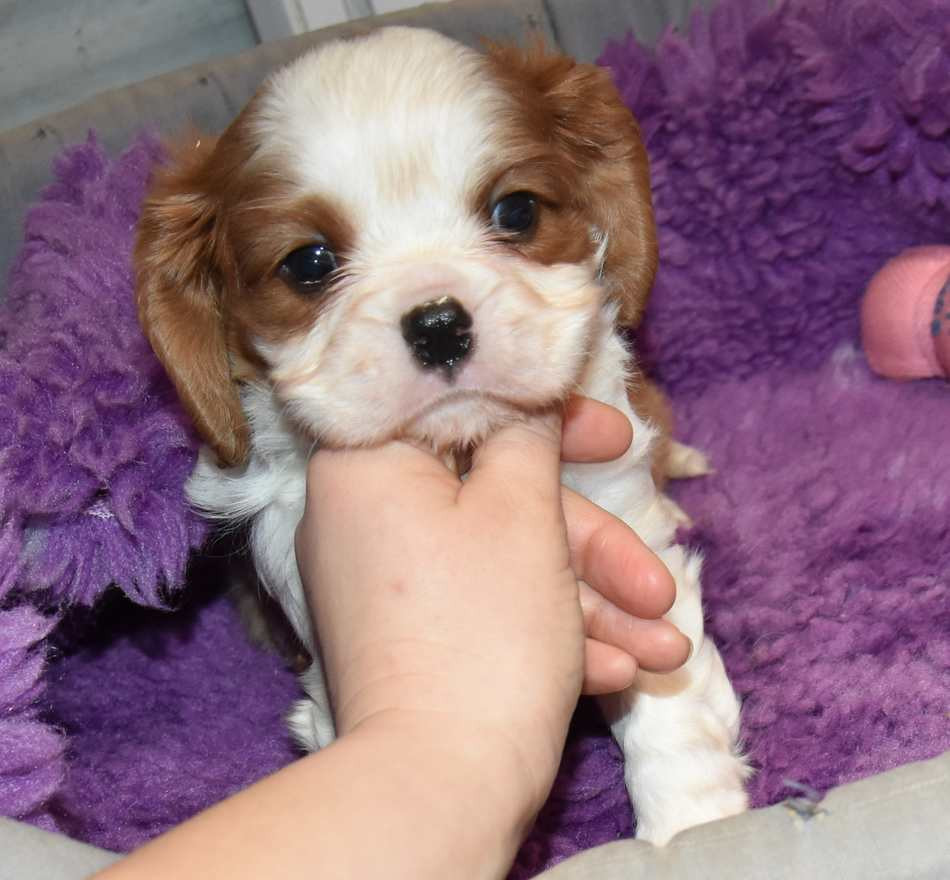 de la maison du ryez - Chiots disponibles - Cavalier King Charles Spaniel