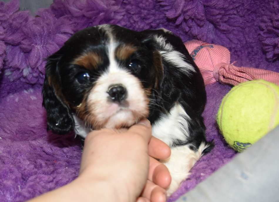 de la maison du ryez - Chiots disponibles - Cavalier King Charles Spaniel
