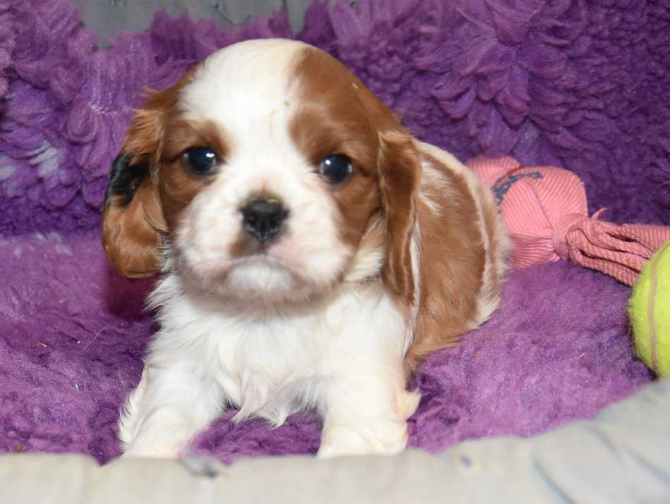 de la maison du ryez - Chiots disponibles - Cavalier King Charles Spaniel
