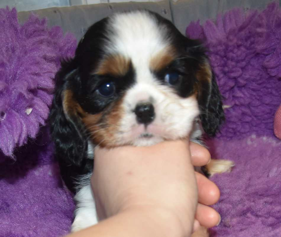 de la maison du ryez - Chiots disponibles - Cavalier King Charles Spaniel