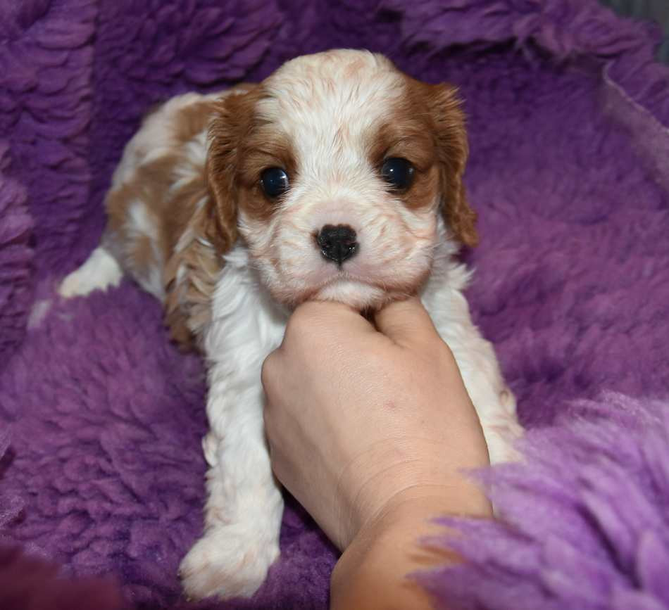 de la maison du ryez - Chiots disponibles - Cavalier King Charles Spaniel