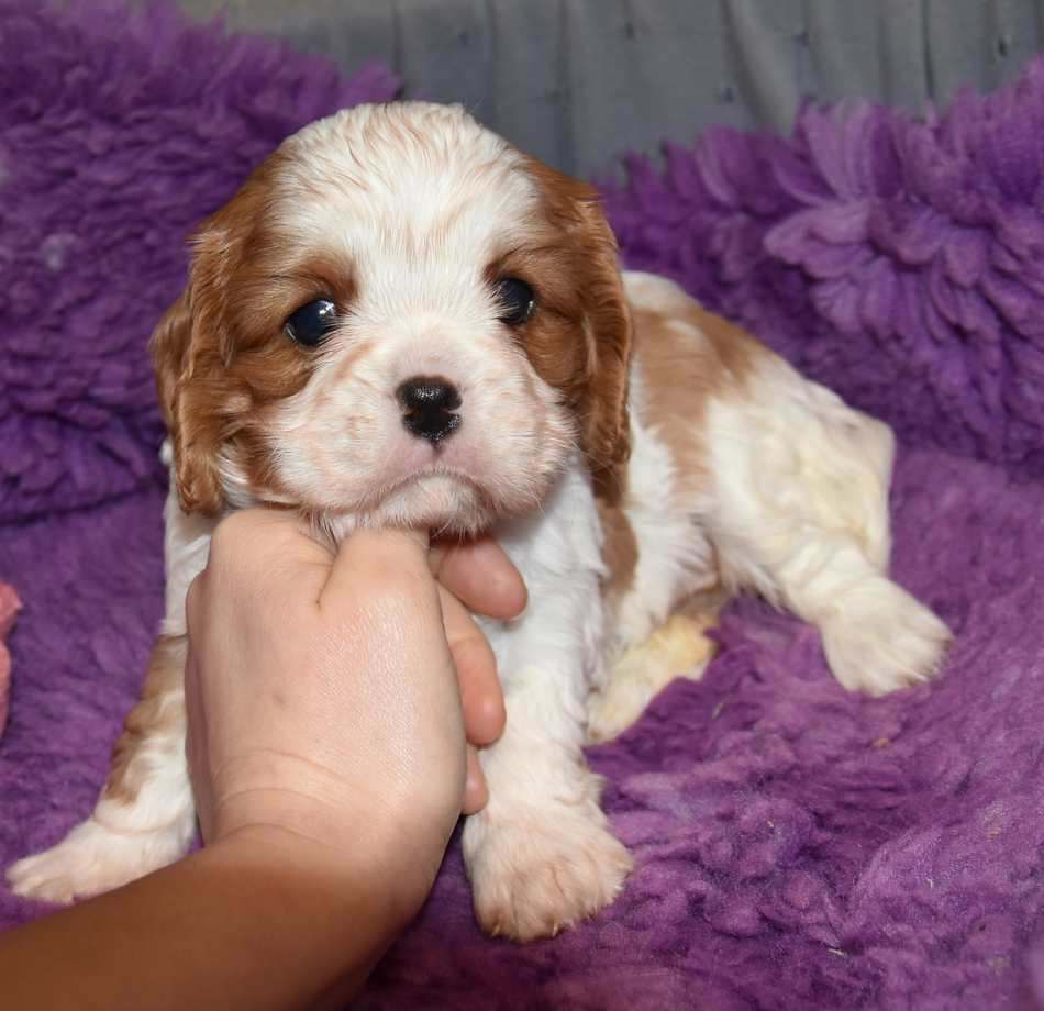 de la maison du ryez - Chiots disponibles - Cavalier King Charles Spaniel