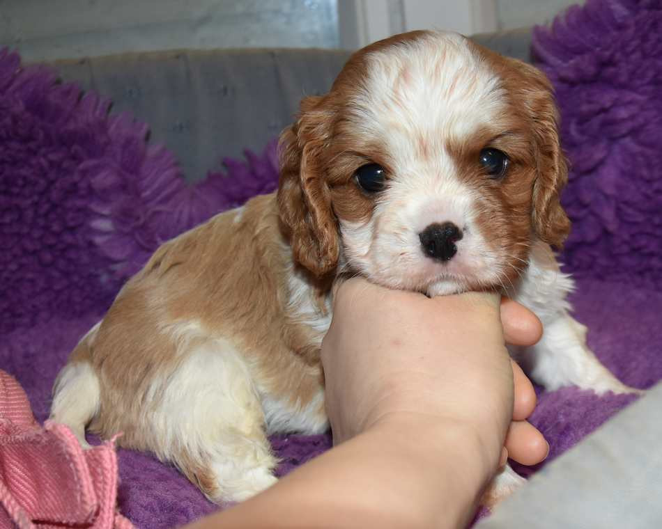 de la maison du ryez - Chiots disponibles - Cavalier King Charles Spaniel