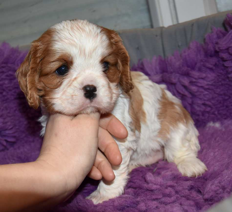 de la maison du ryez - Chiots disponibles - Cavalier King Charles Spaniel