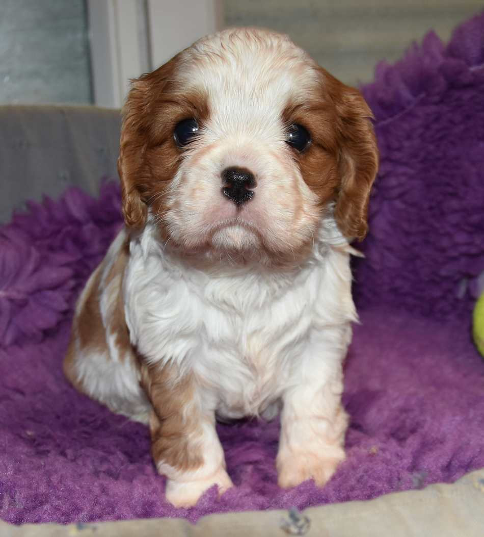 de la maison du ryez - Chiots disponibles - Cavalier King Charles Spaniel