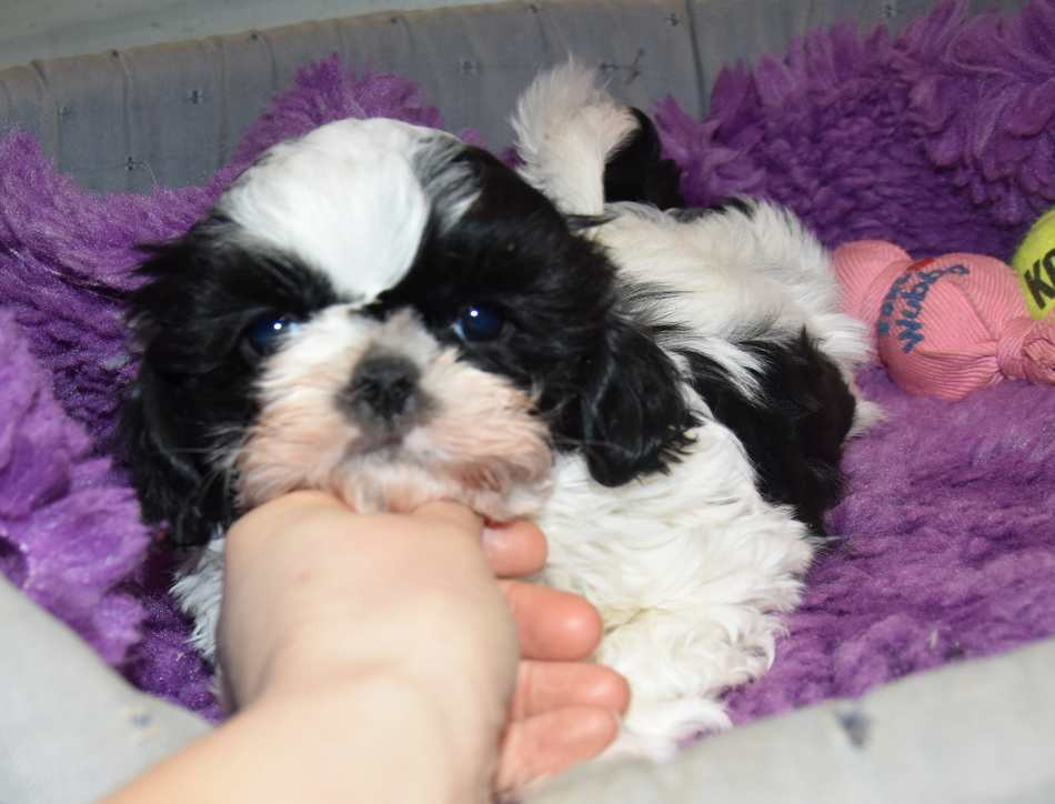 de la maison du ryez - Chiots disponibles - Shih Tzu