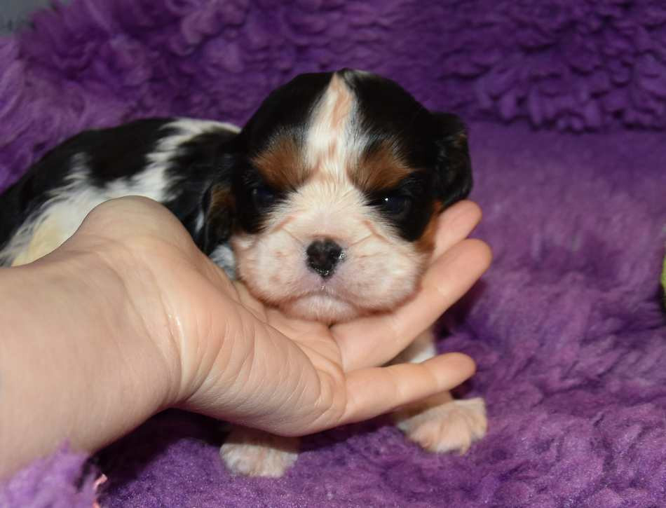 de la maison du ryez - Chiots disponibles - Cavalier King Charles Spaniel