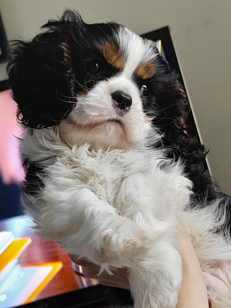 de la maison du ryez - Chiots disponibles - Cavalier King Charles Spaniel