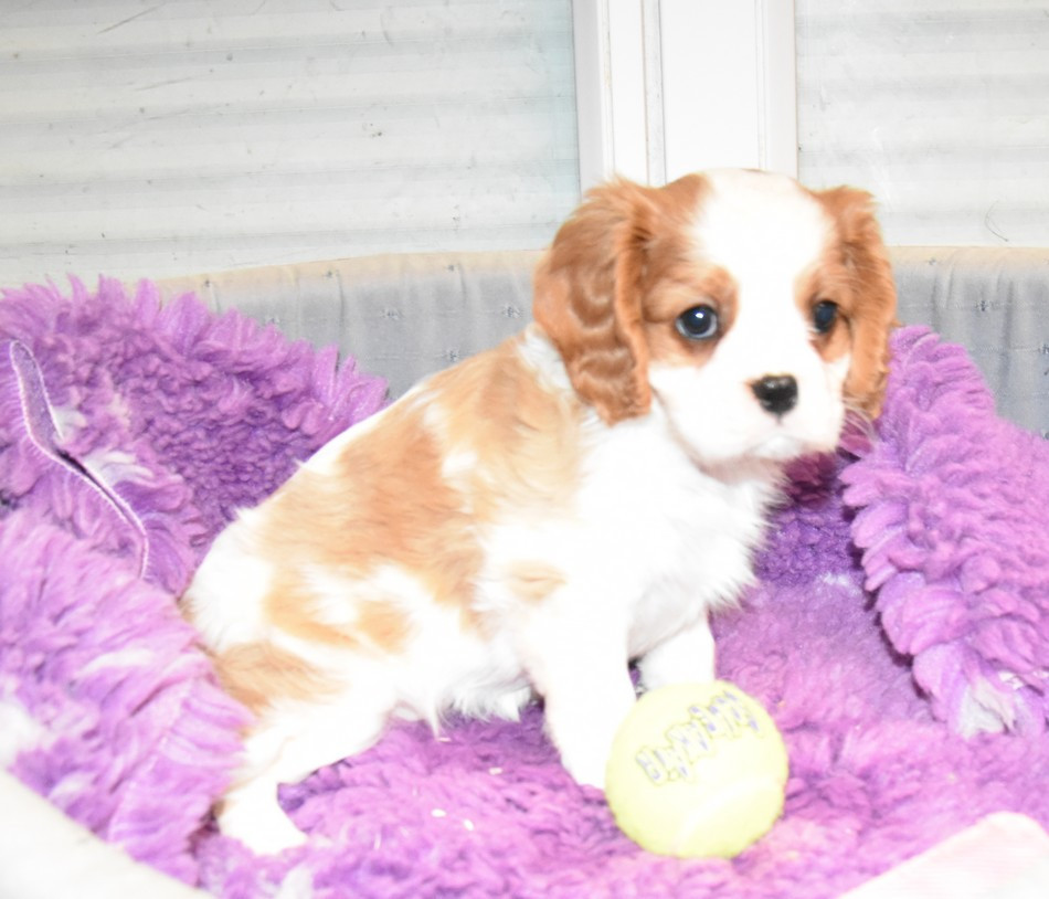 de la maison du ryez - Chiots disponibles - Cavalier King Charles Spaniel