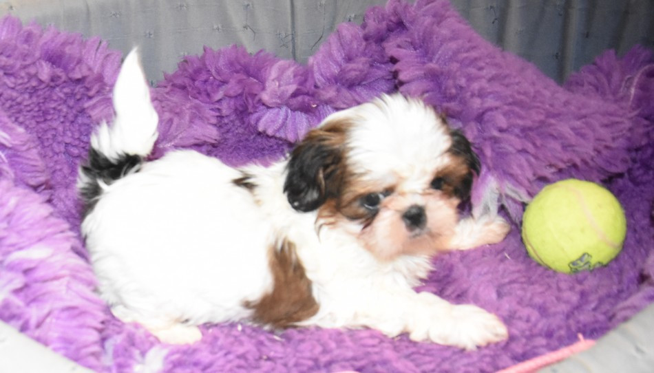 de la maison du ryez - Chiots disponibles - Shih Tzu