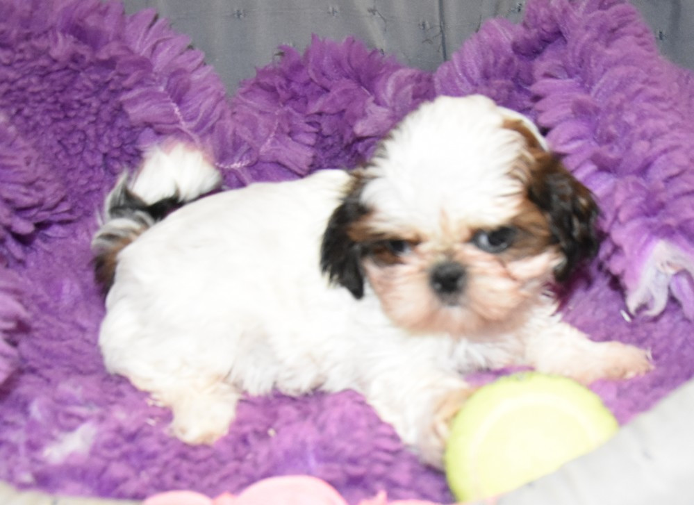 de la maison du ryez - Chiots disponibles - Shih Tzu