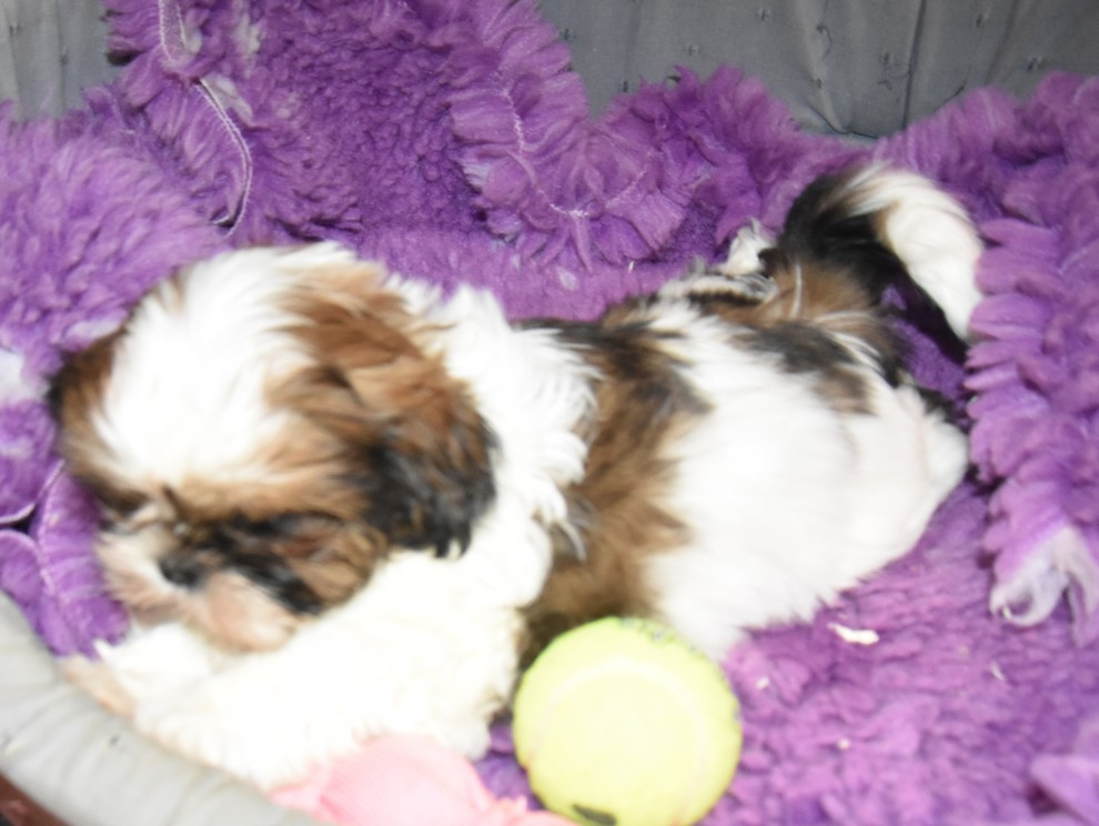 de la maison du ryez - Chiots disponibles - Shih Tzu