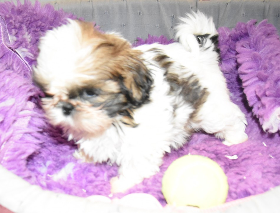 de la maison du ryez - Chiots disponibles - Shih Tzu