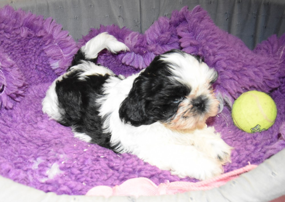 de la maison du ryez - Chiots disponibles - Shih Tzu
