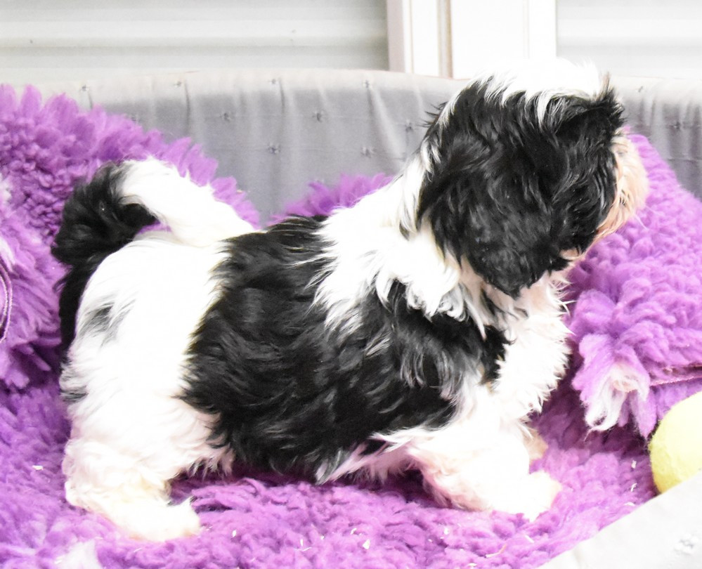 de la maison du ryez - Chiots disponibles - Shih Tzu