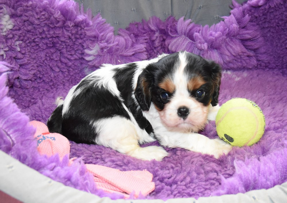 de la maison du ryez - Chiots disponibles - Cavalier King Charles Spaniel