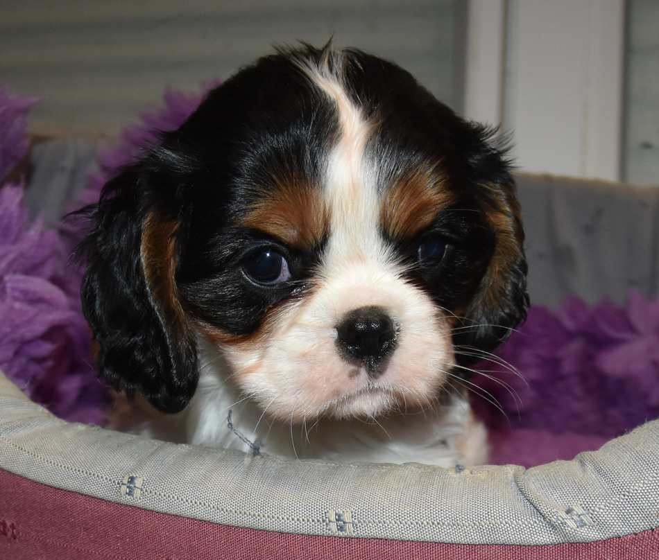 de la maison du ryez - Chiots disponibles - Cavalier King Charles Spaniel