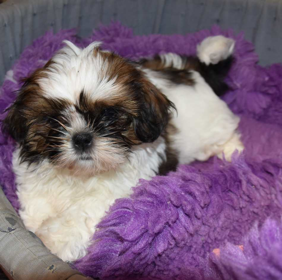 de la maison du ryez - Chiots disponibles - Shih Tzu