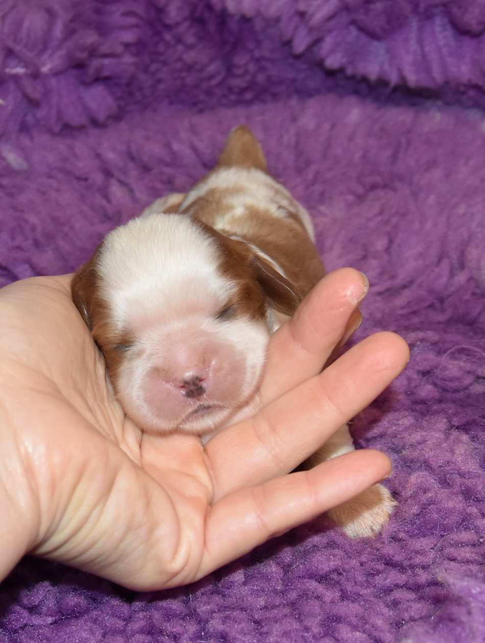 de la maison du ryez - Chiots disponibles - Cavalier King Charles Spaniel