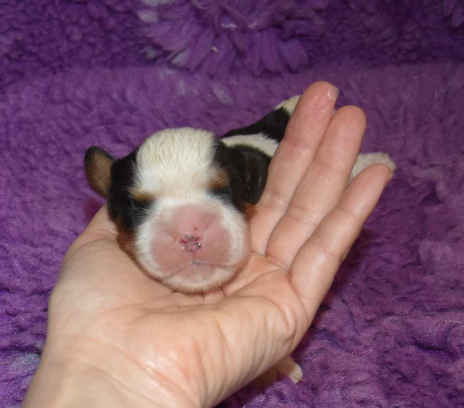 de la maison du ryez - Chiots disponibles - Cavalier King Charles Spaniel