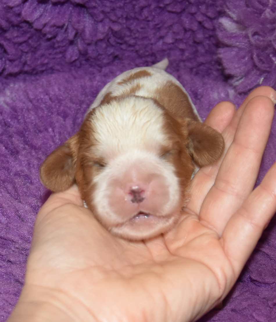 de la maison du ryez - Chiots disponibles - Cavalier King Charles Spaniel