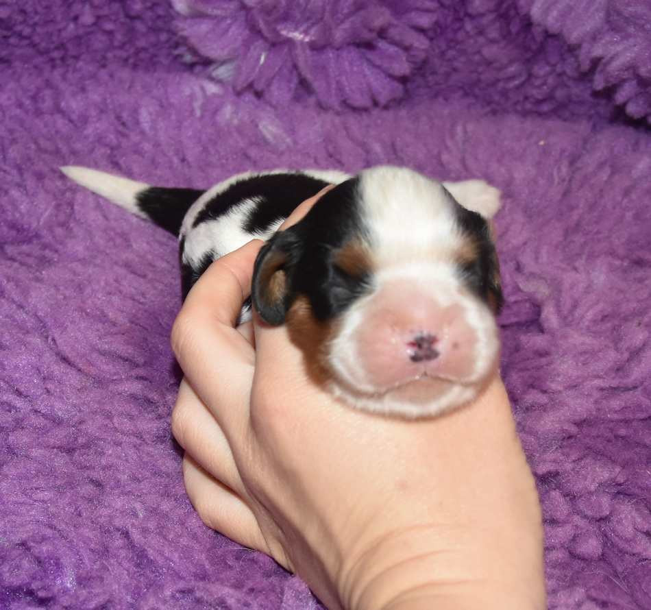 de la maison du ryez - Chiots disponibles - Cavalier King Charles Spaniel