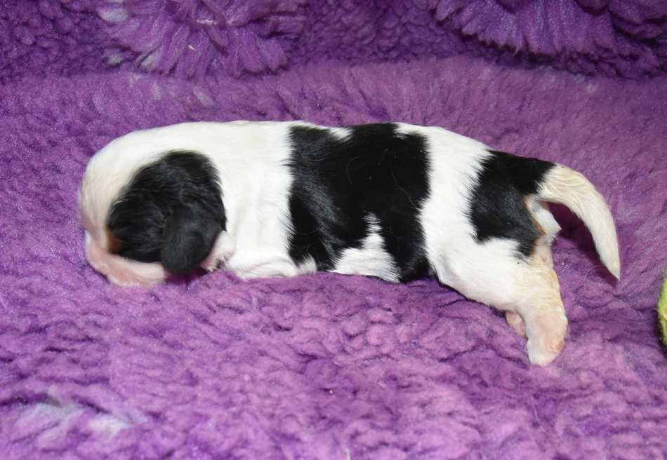 de la maison du ryez - Chiots disponibles - Cavalier King Charles Spaniel