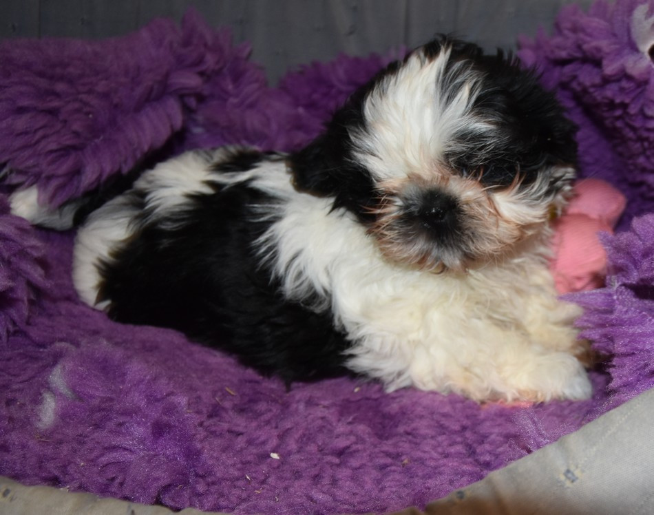 de la maison du ryez - Chiots disponibles - Shih Tzu