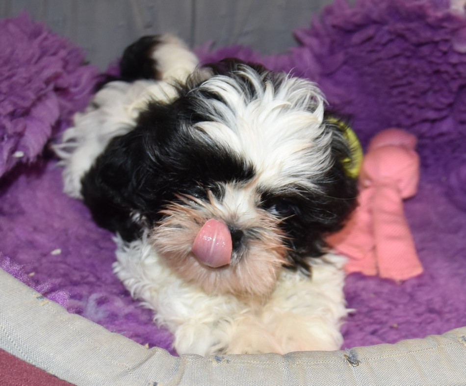 de la maison du ryez - Chiots disponibles - Shih Tzu