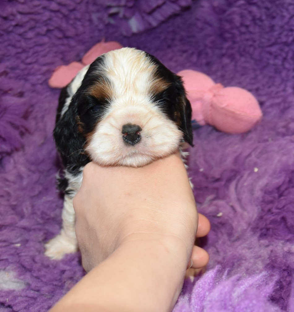 de la maison du ryez - Chiots disponibles - Cavalier King Charles Spaniel