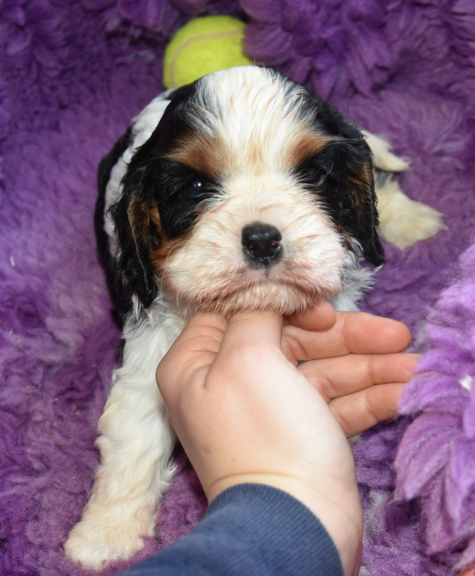 de la maison du ryez - Chiots disponibles - Cavalier King Charles Spaniel