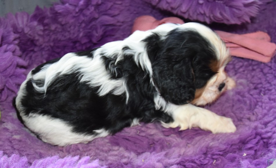 de la maison du ryez - Chiots disponibles - Cavalier King Charles Spaniel